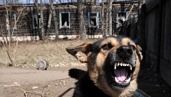 В Армянске суд обязал владельца собаки выплатить компенсацию пострадавшей от укусов женщине