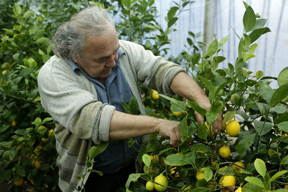 Сбор лимонов в Крыму